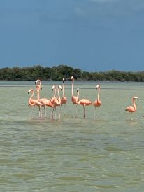 article image - Flamingos
